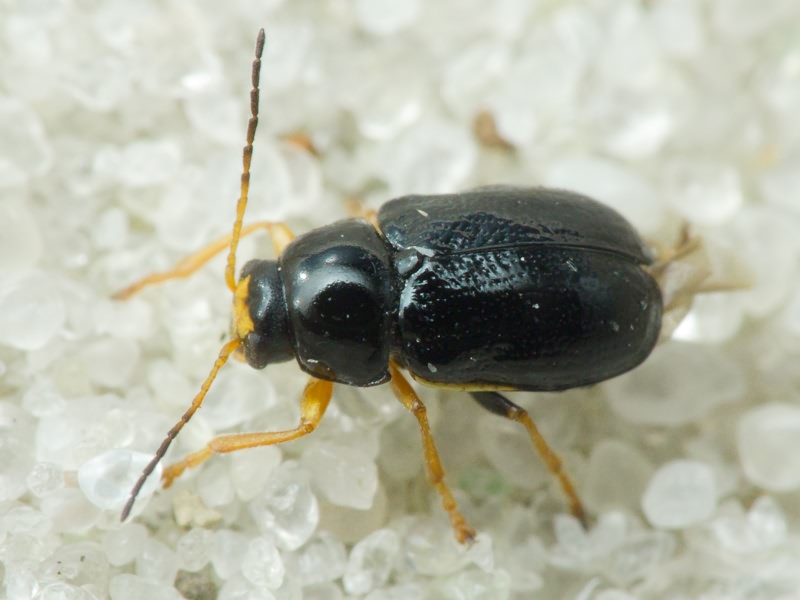 Cryptocephalus (Cryptocephalus) bameuli Duhadelborde, 1999